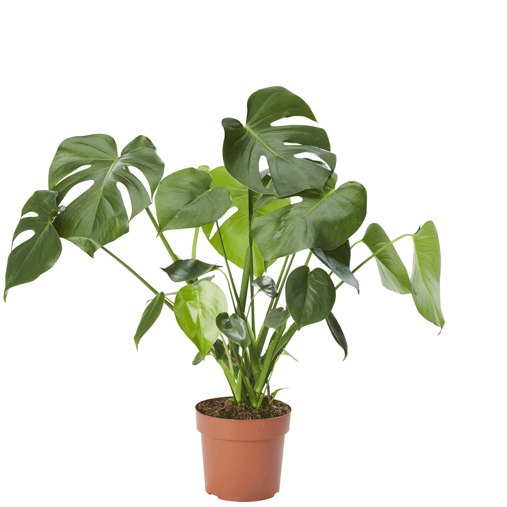 Monstera Deliciosa (Liść okienny)