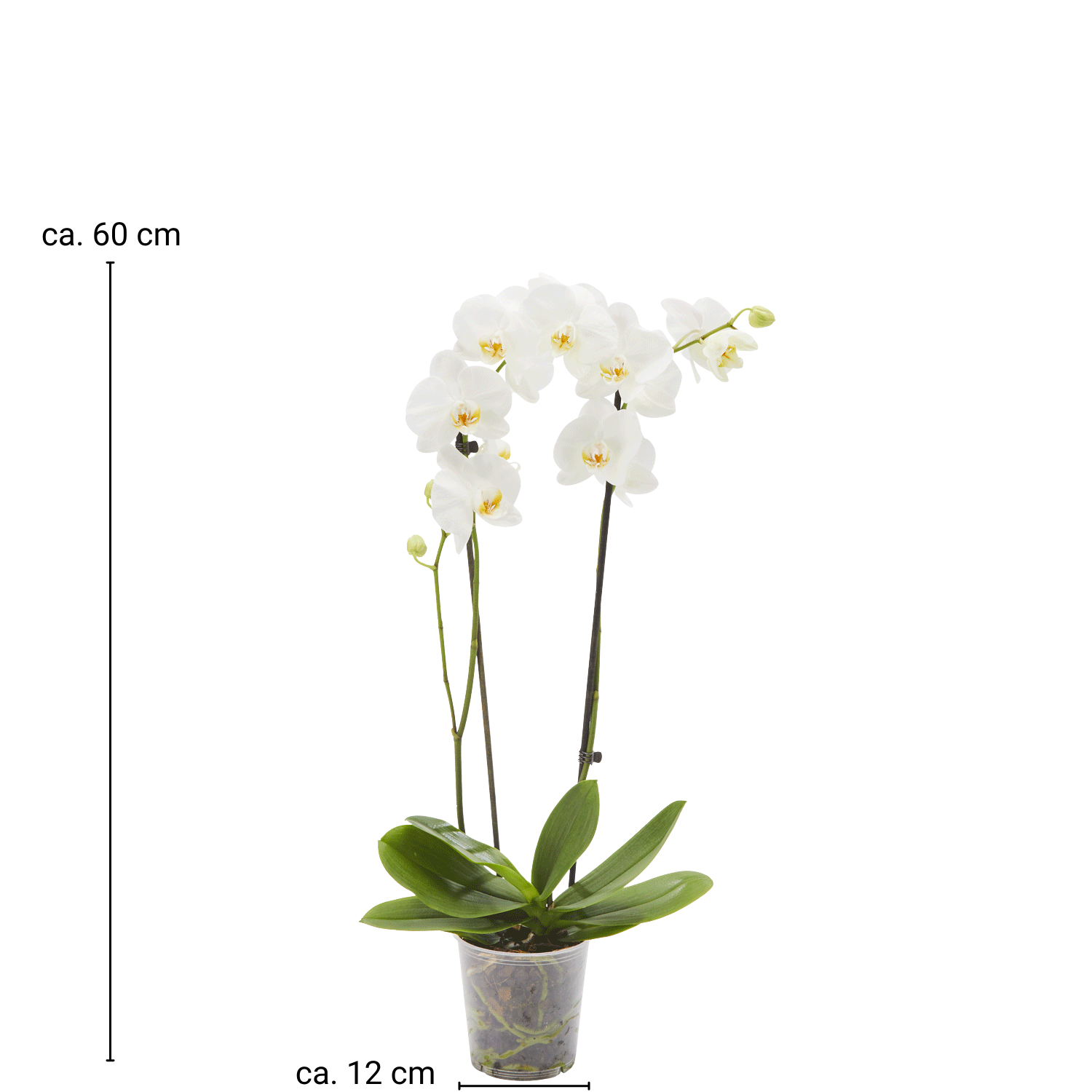 Orchidee Phalaenopsis