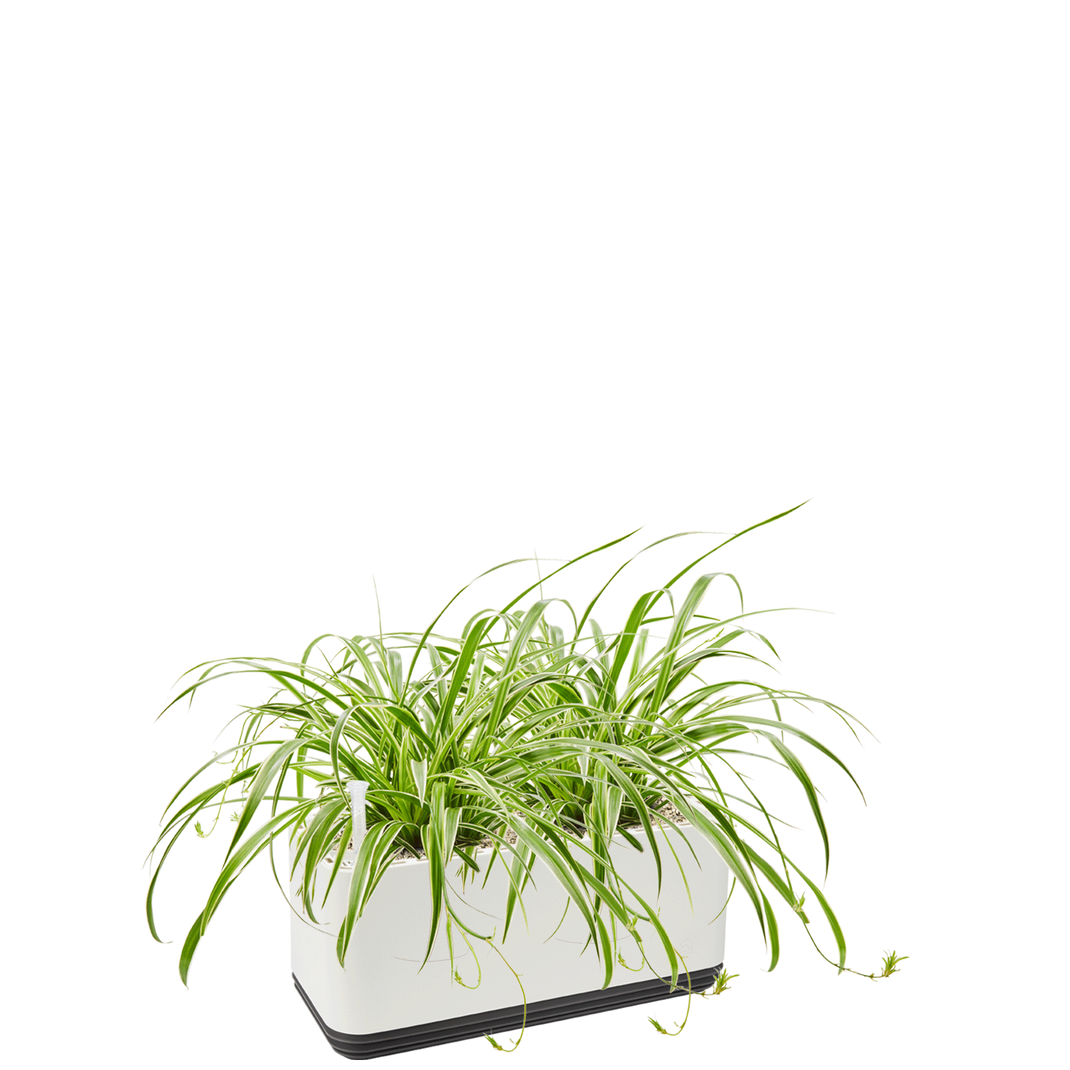 AIRY System L Spider Plant
