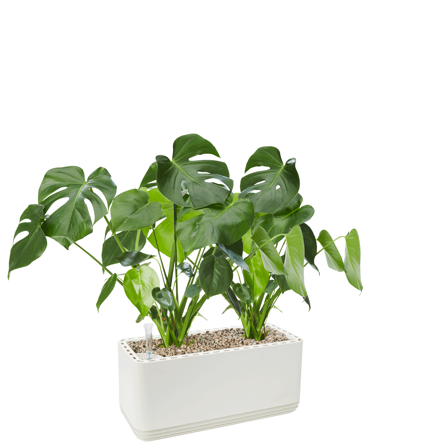 AIRY System L Monstera