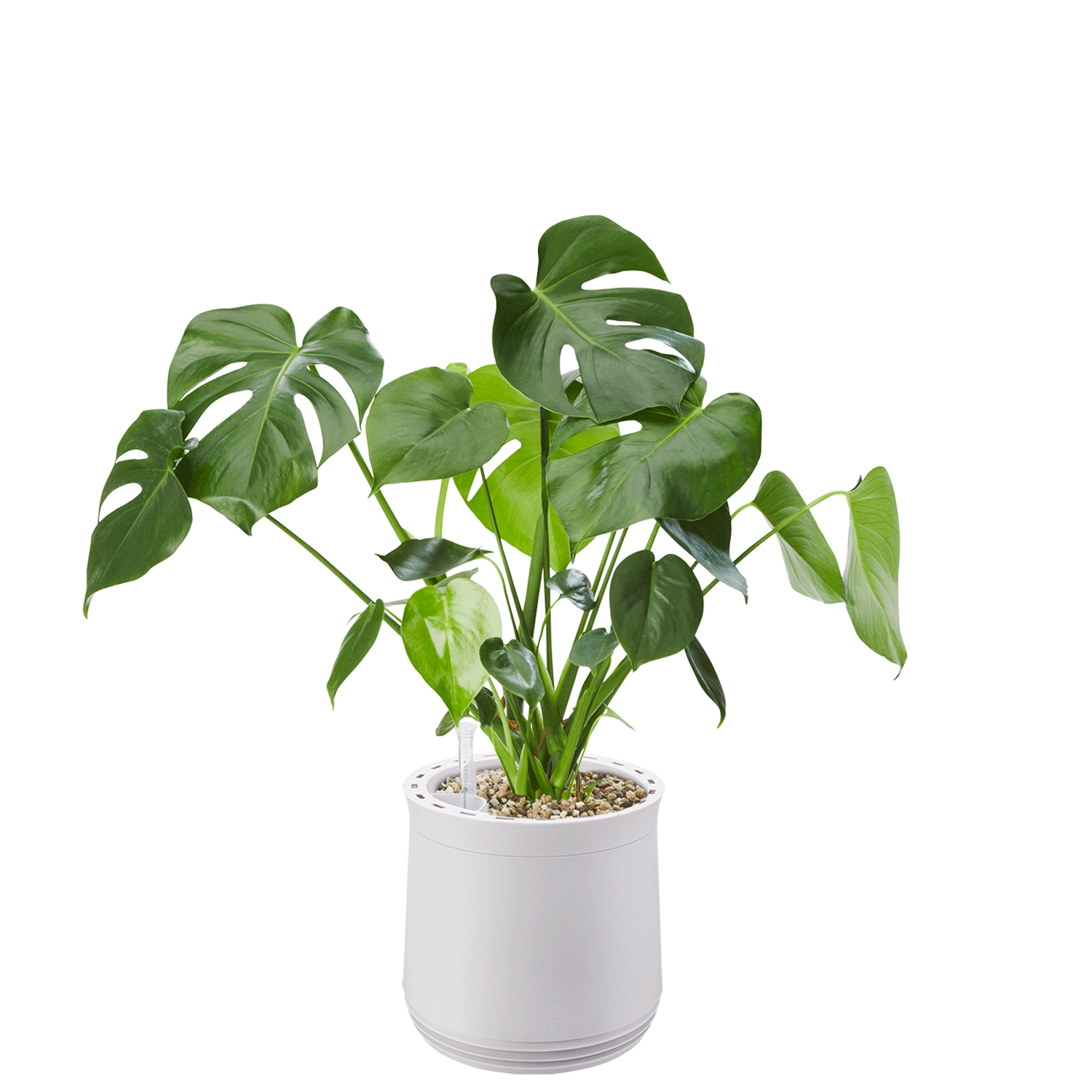 Système AIRY M Monstera
