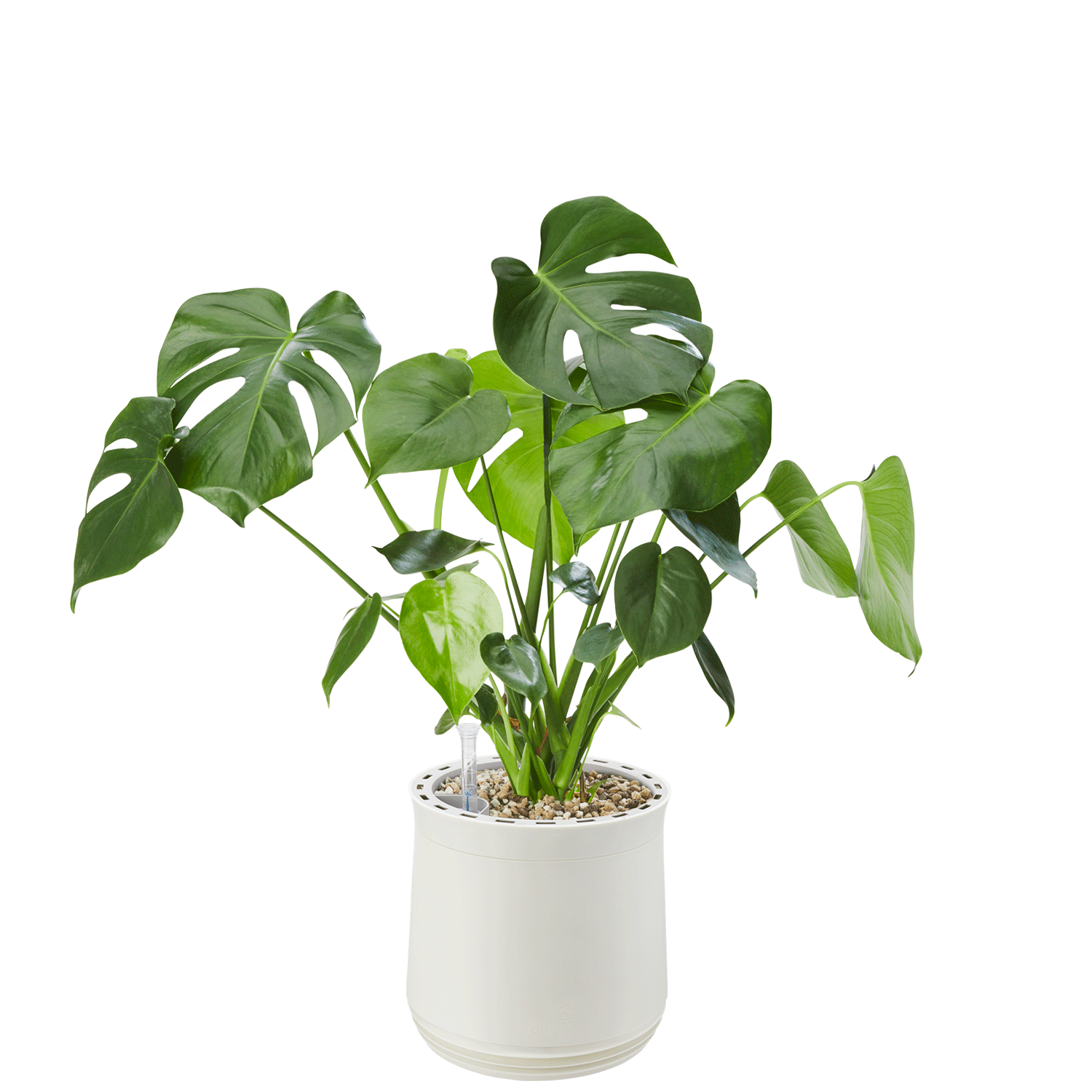 Système AIRY M Monstera